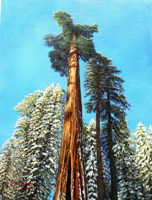 Giant Redwood, acrylic on board painting by George Kitching