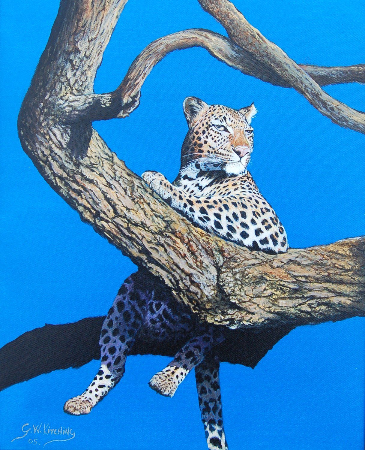 Leopard in a Tree: A leopard rests in the fork of a gnarled tree, legs dangling, gazing out against a vivid blue sky.