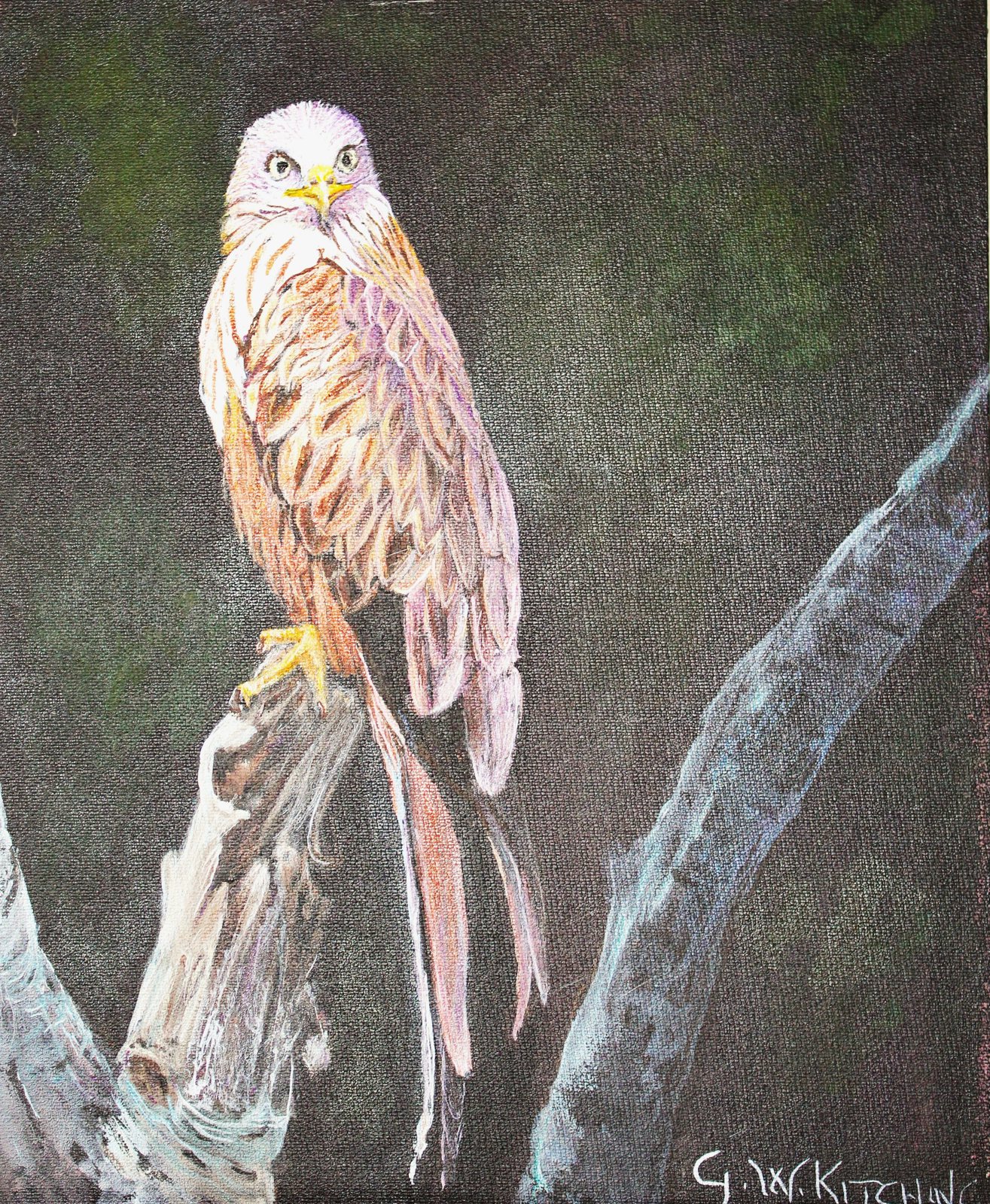 Red Kite: A red kite perches on a pale, weathered branch, looking back over its shoulder against a dark background.