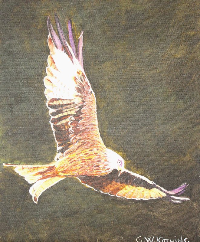 Red Kite in Flight, acrylic on board painting by George Kitching