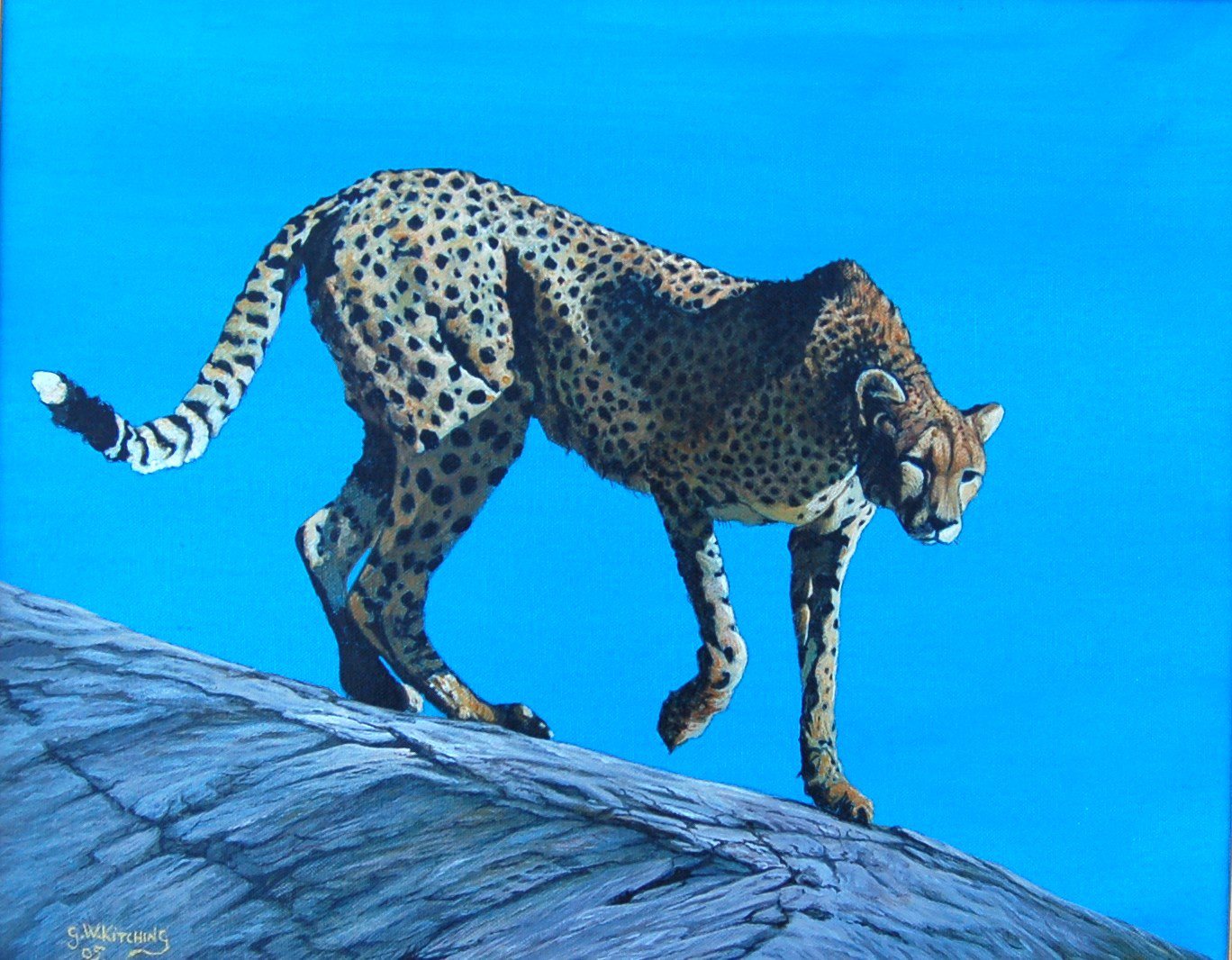 Time to Hunt: A cheetah steps carefully down a sloping grey rock, head lowered and eyes fixed ahead, against a bright blue sky.